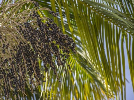 Pé de Açaí.